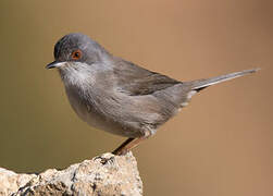 Sardinian Warbler