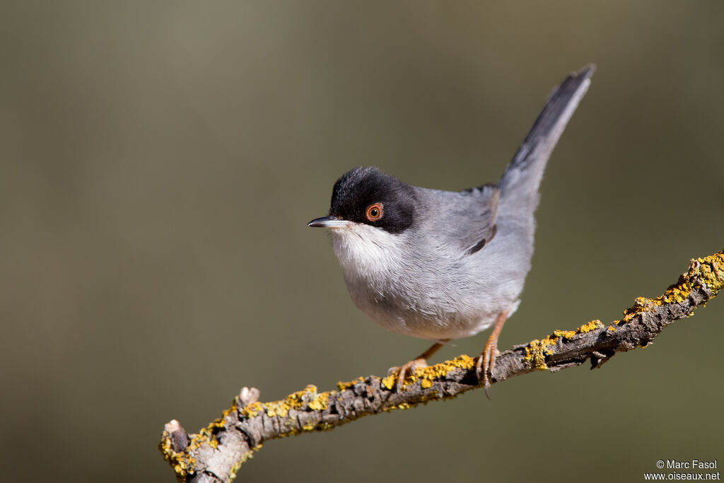 Sardinian Warbler male adult, identification