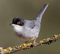 Sardinian Warbler