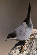 Sardinian Warbler