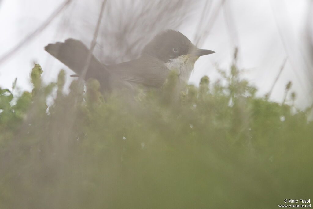 Fauvette orphéane mâle adulte nuptial, identification, régime