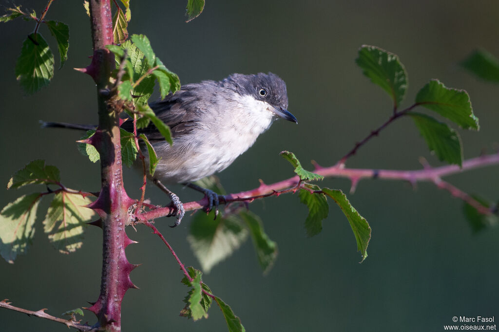 Western Orphean Warbleradult, identification