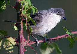 Western Orphean Warbler