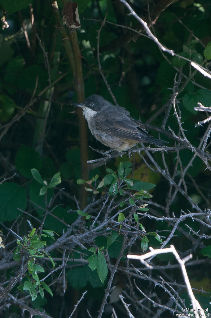 Fauvette orphéeadulte, habitat