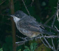 Western Orphean Warbler