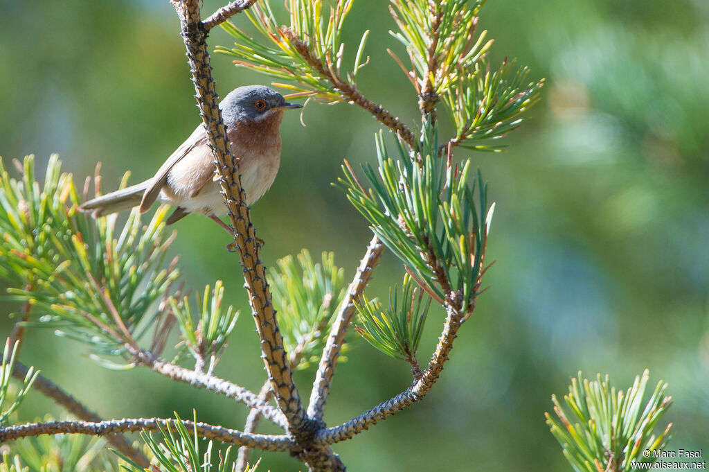 Western Subalpine Warbler male adult, identification