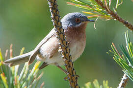 Western Subalpine Warbler