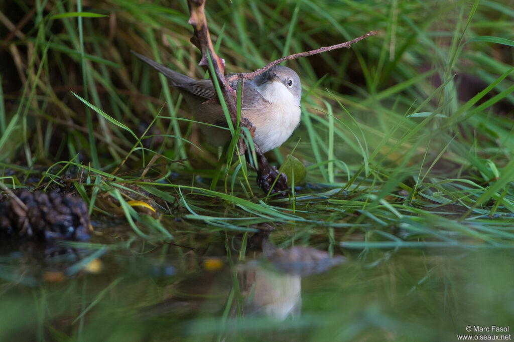 Western Subalpine Warbler female adult post breeding