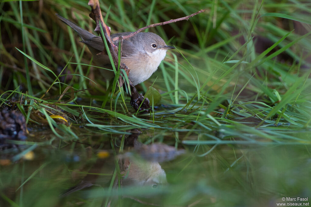 Subalpine Warbler female adult post breeding