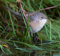 Western Subalpine Warbler