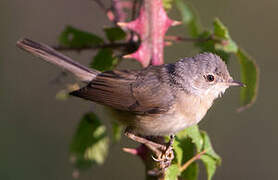 Western Subalpine Warbler