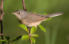 Western Subalpine Warbler