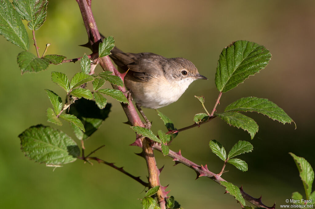 Fauvette passerinetteimmature