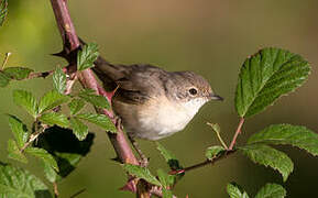 Western Subalpine Warbler