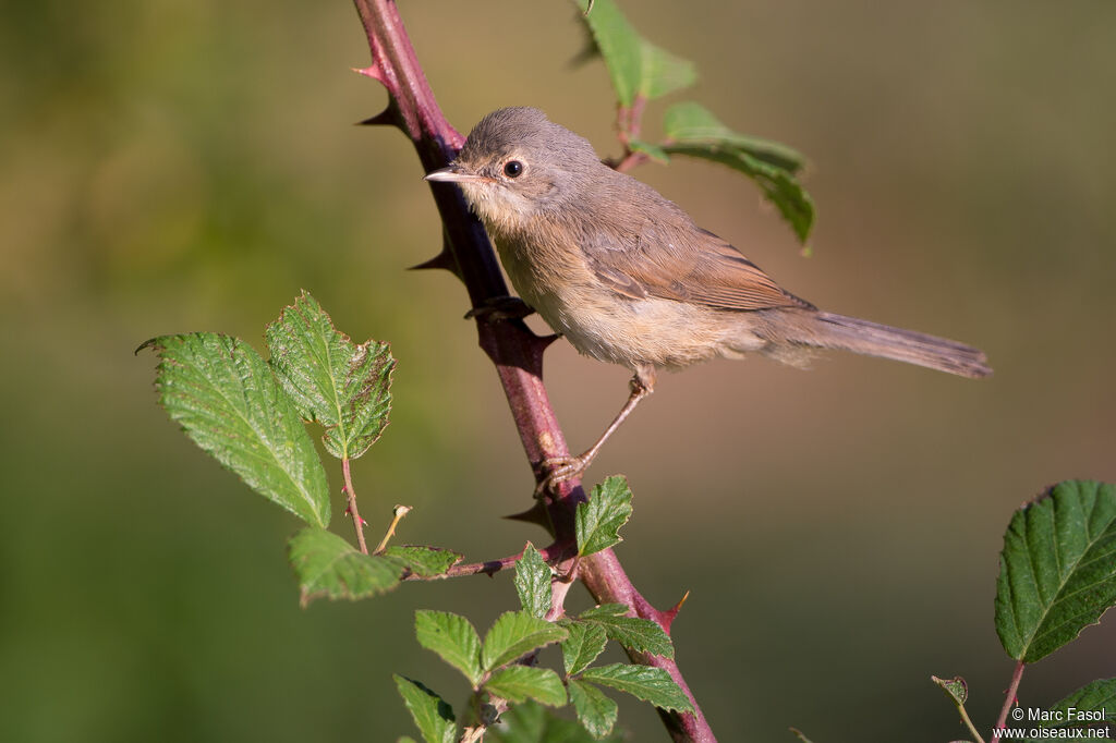 Subalpine Warblerimmature