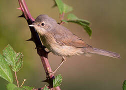 Western Subalpine Warbler