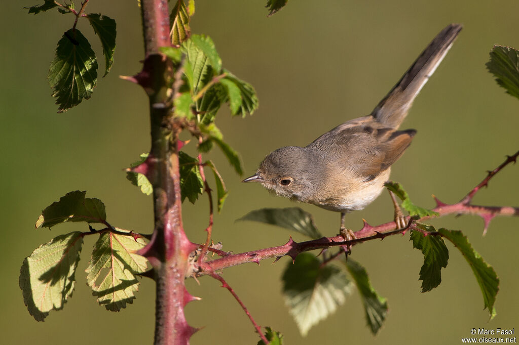 Fauvette passerinetteimmature