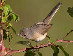 Western Subalpine Warbler