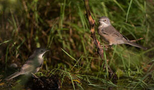 Western Subalpine Warbler