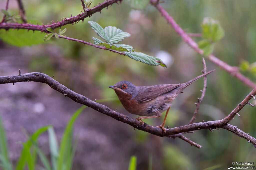 Western Subalpine Warbler male adult breeding