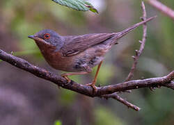 Western Subalpine Warbler