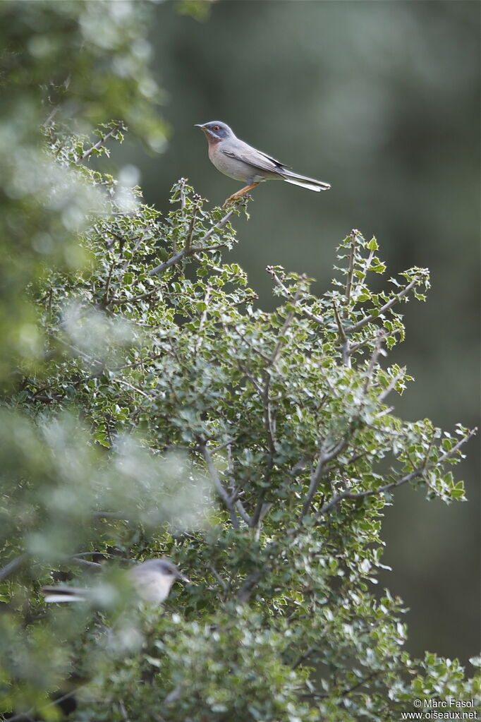 Western Subalpine Warbler male adult breeding, identification, Behaviour