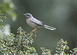 Fauvette passerinette