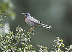 Western Subalpine Warbler