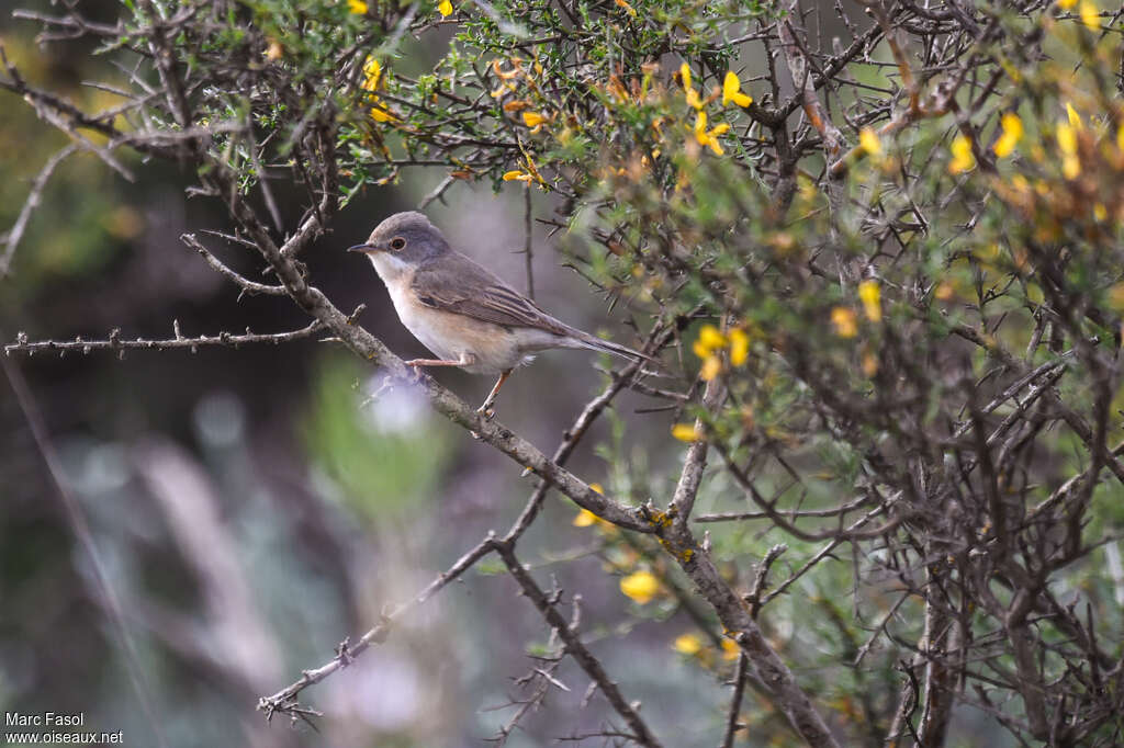 Western Subalpine Warbler female adult breeding, identification