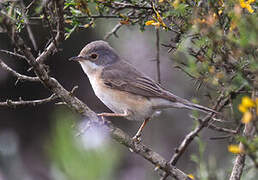 Western Subalpine Warbler