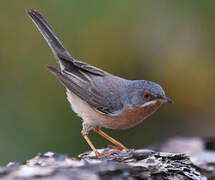 Western Subalpine Warbler