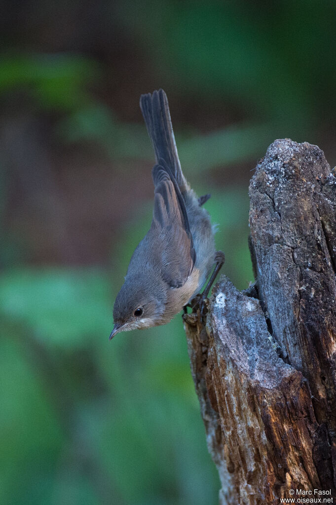 Fauvette passerinettejuvénile, identification