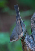 Western Subalpine Warbler