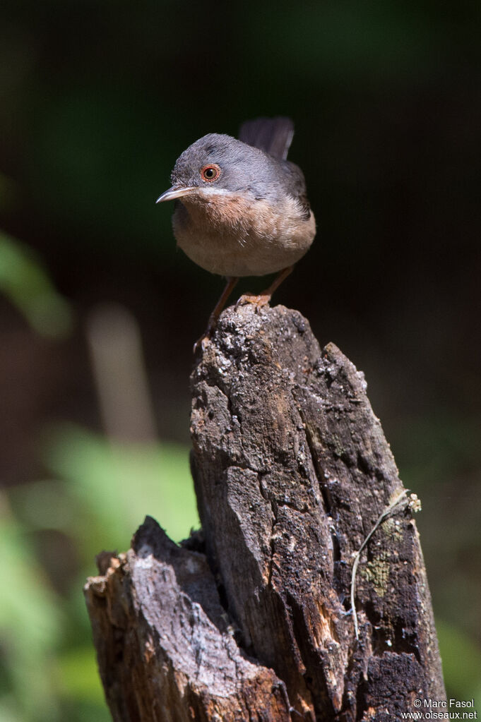 Western Subalpine Warbler male adult