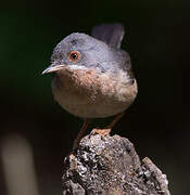 Western Subalpine Warbler