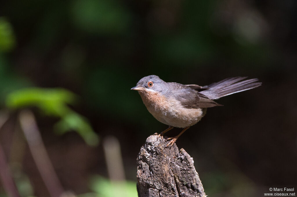 Western Subalpine Warbler male adult