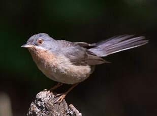 Fauvette passerinette