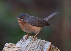 Fauvette passerinette