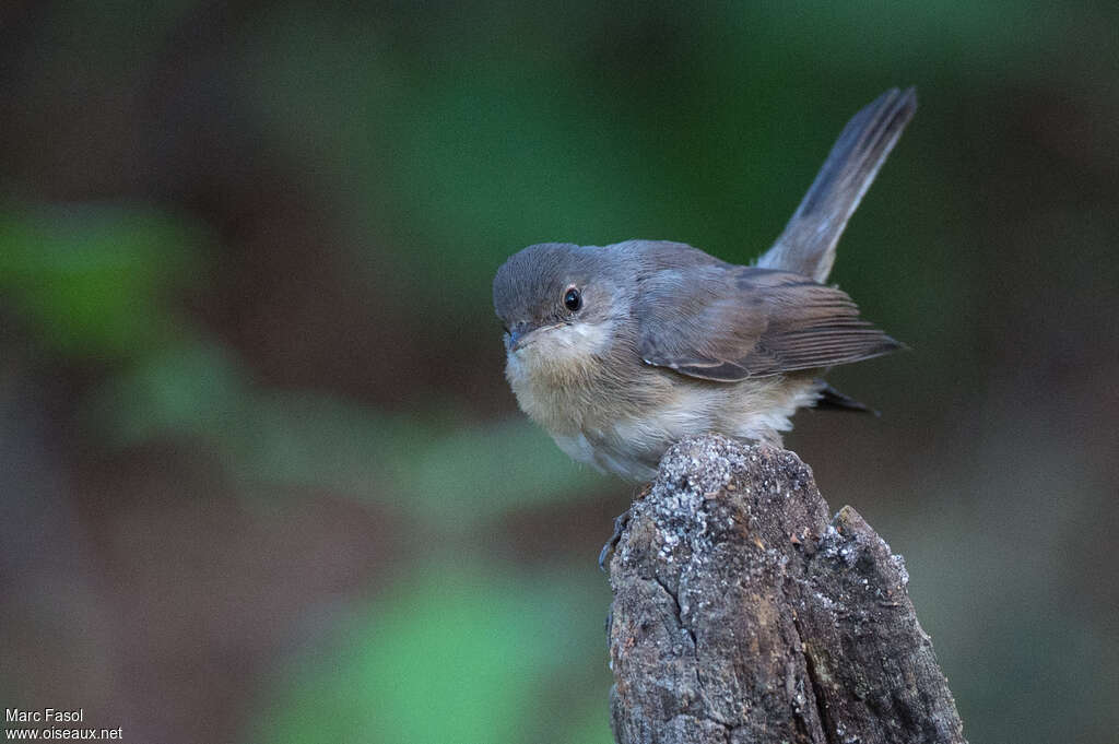 Fauvette passerinettejuvénile, identification