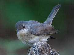 Western Subalpine Warbler