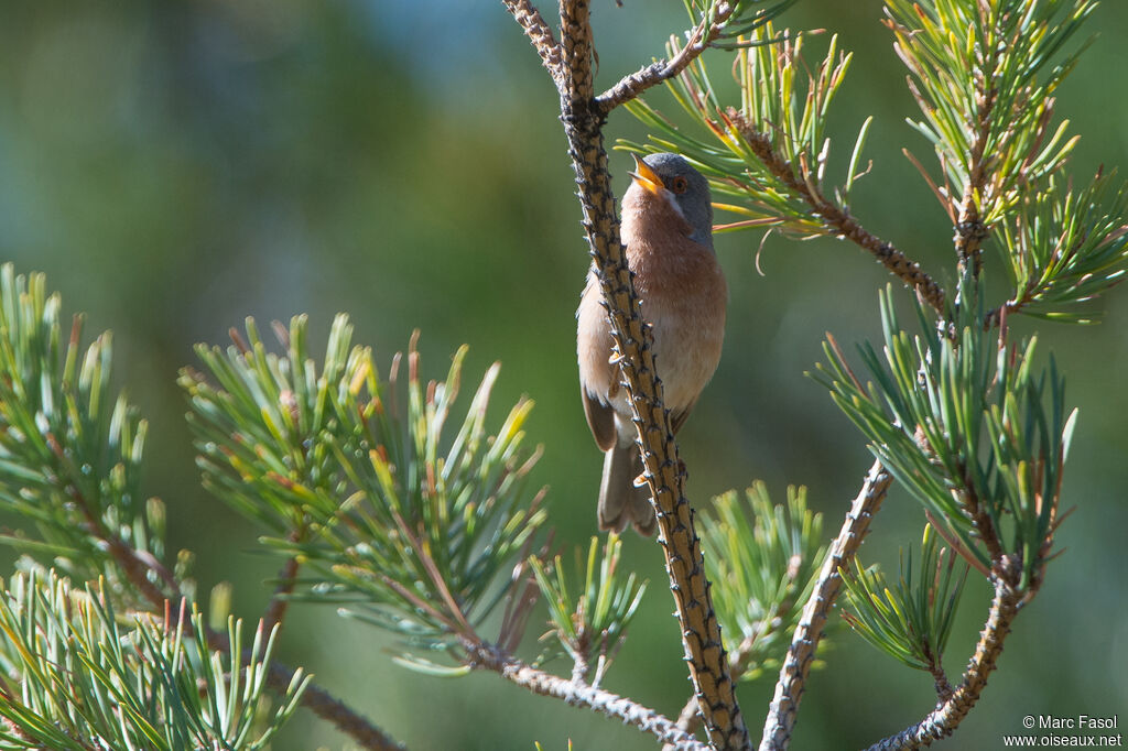 Western Subalpine Warbler male adult, identification, song