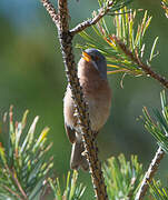 Western Subalpine Warbler