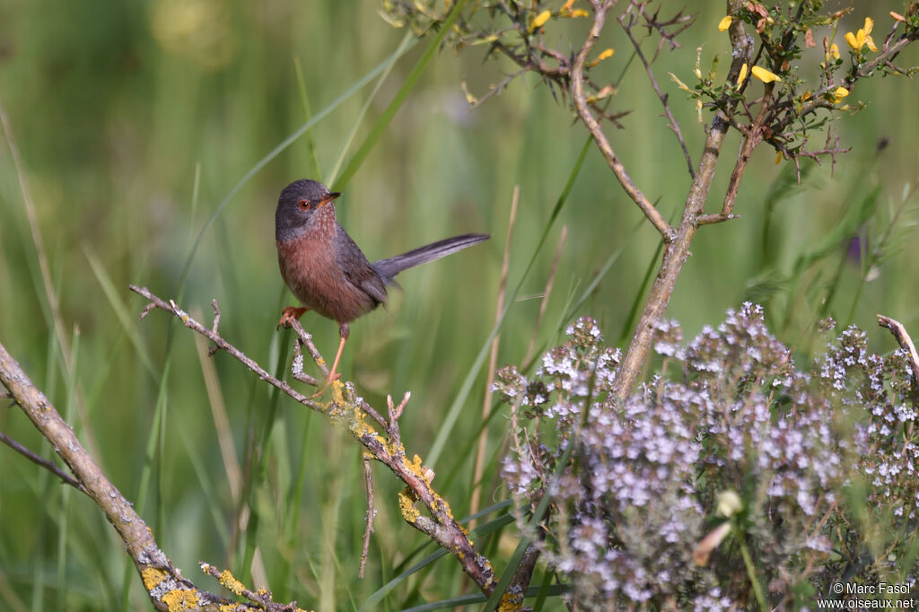 Dartford Warbleradult breeding, identification