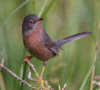 Dartford Warbler