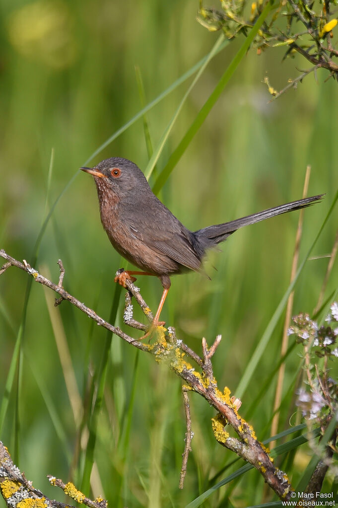 Dartford Warbler