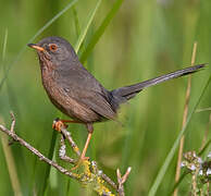 Dartford Warbler