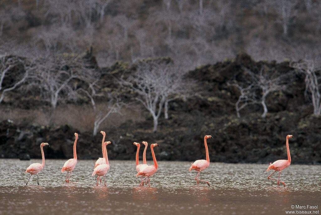 American Flamingo, identification, Behaviour