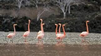 American Flamingo