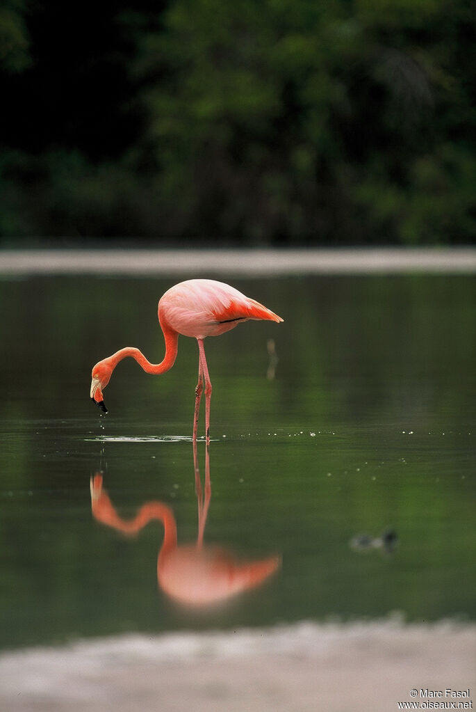 Flamant des Caraïbesadulte, identification, régime, Comportement