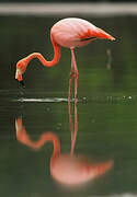 Flamant des Caraïbes